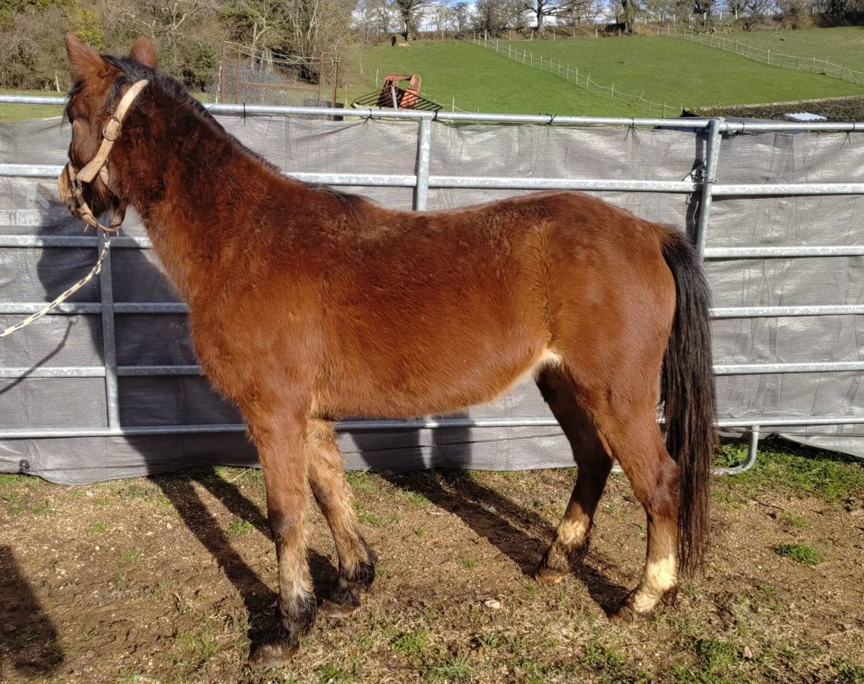 Cavalla New Forest In vendita 2022 Baio ,  FURY D'ARQUETAN