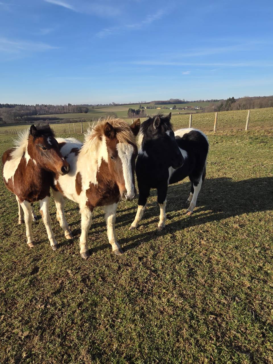 Puledro Origine non conosciuta  In vendita 2025 Pezzato