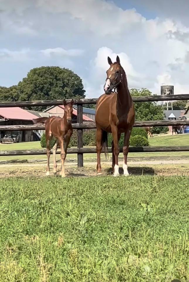 Puledra Sella Francese In vendita 2025 Sauro