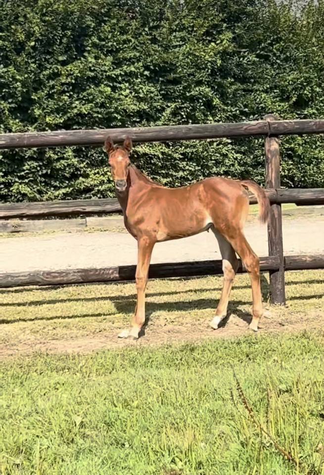 Puledra Sella Francese In vendita 2025 Sauro