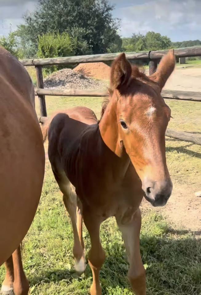 Puledra Sella Francese In vendita 2025 Sauro