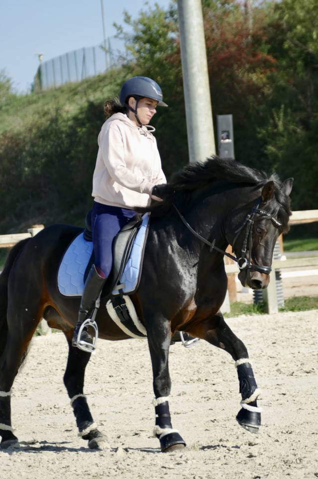 Intero Connemara In vendita 2009 Baio scuro ,  BABY BOY DE RHONON