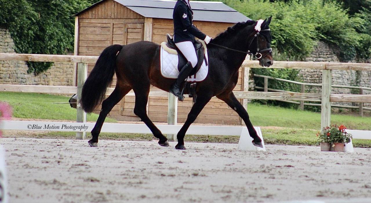 Intero Connemara In vendita 2009 Baio scuro ,  BABY BOY DE RHONON