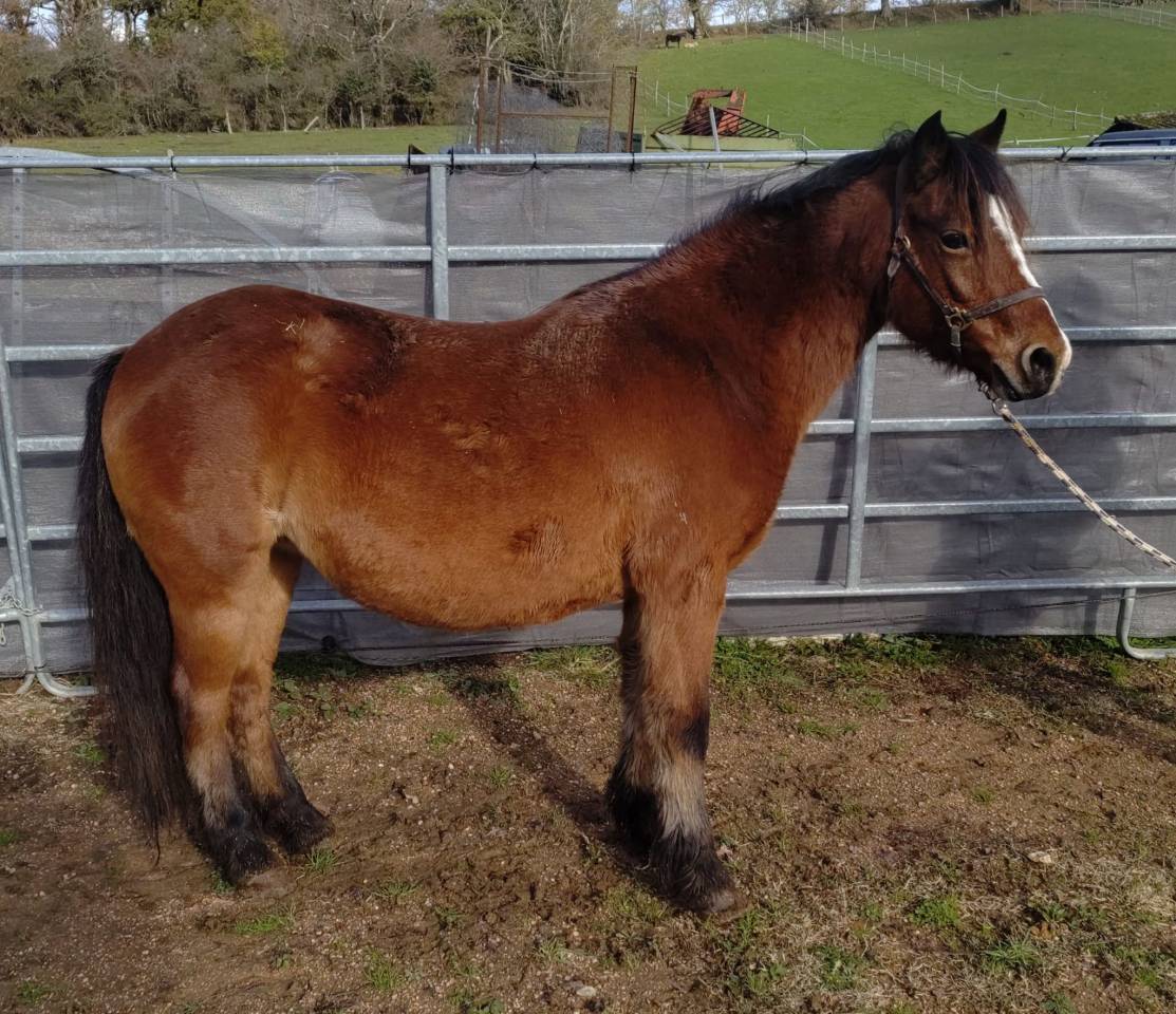 Fattrice Dartmoor In vendita 2013 Baio ,  ALEXANDRE SQUARE