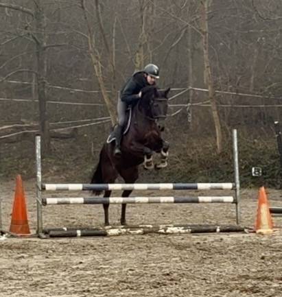 Cavalla Westphalien In vendita 2019 Nero