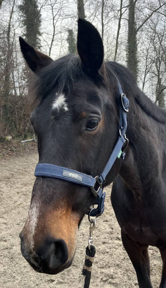 Cavalla KWPN Cavallo da Sport Neerlandese In vendita 2015 Baio scuro