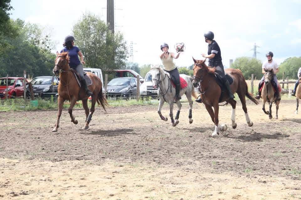 Castrone PFS Pony Francese da Sella In vendita 2011 Grigio ,  Heliot de Blonde