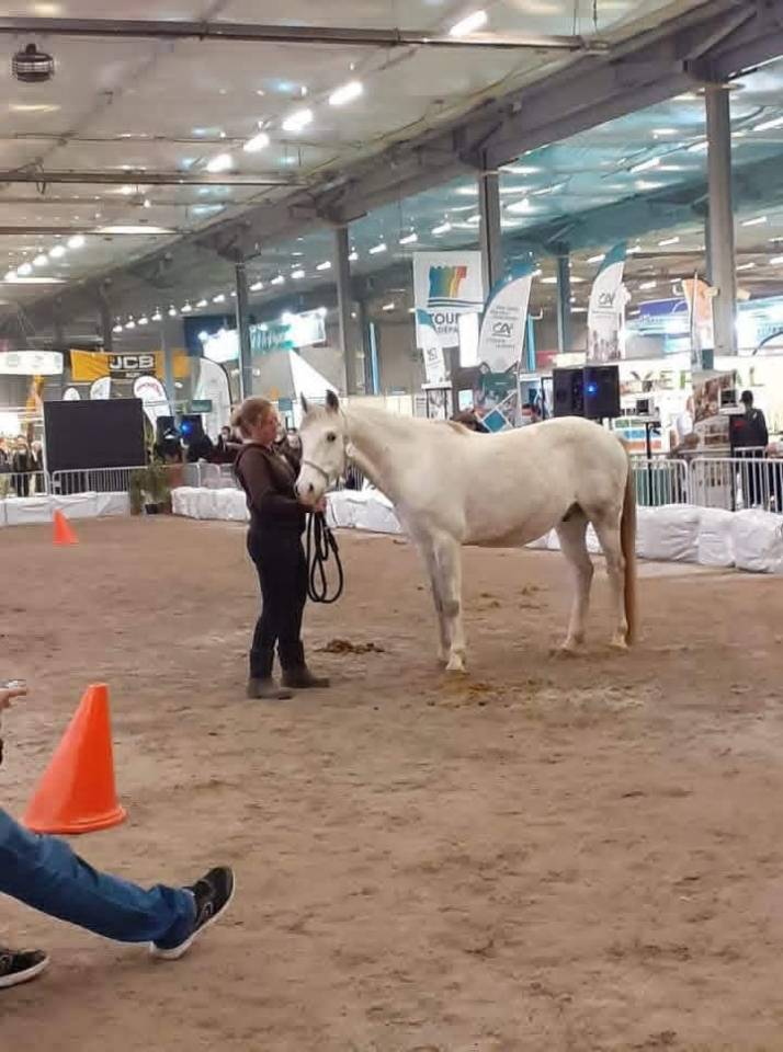 Castrone PFS Pony Francese da Sella In vendita 2011 Grigio ,  Heliot de Blonde