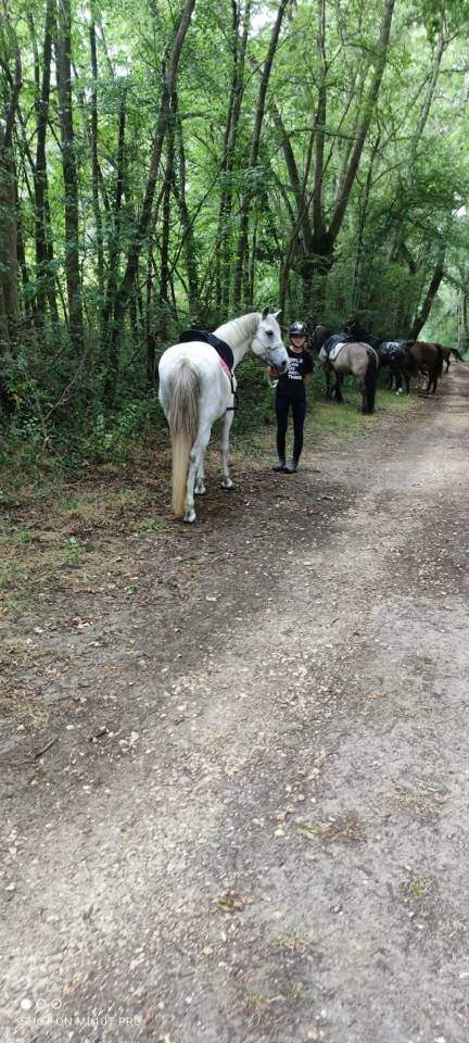 Castrone PFS Pony Francese da Sella In vendita 2011 Grigio ,  Heliot de Blonde