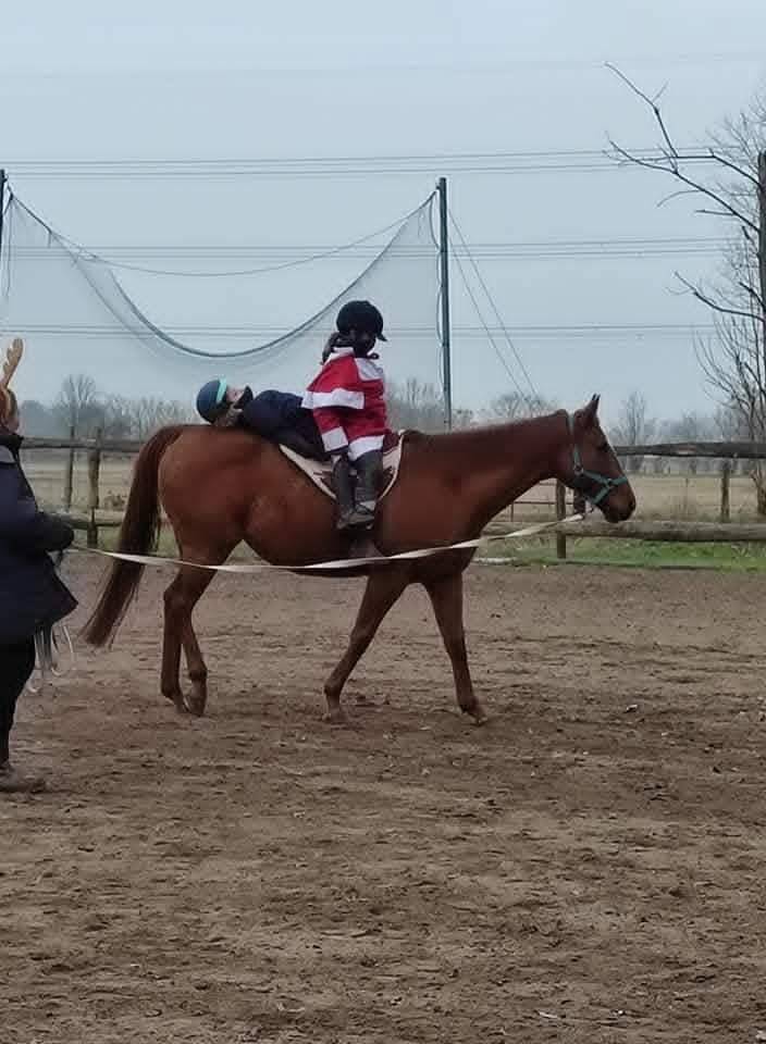 Cavalla Purosangue Inglese In vendita 2012 Sauro