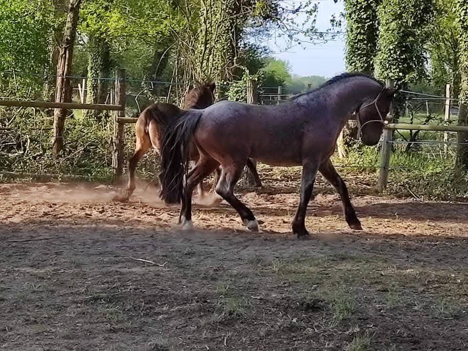 Stallone Origine Non Constatata In vendita 2011 Roano