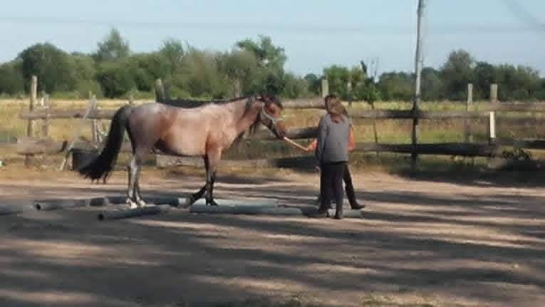 Stallone Origine Non Constatata In vendita 2011 Roano