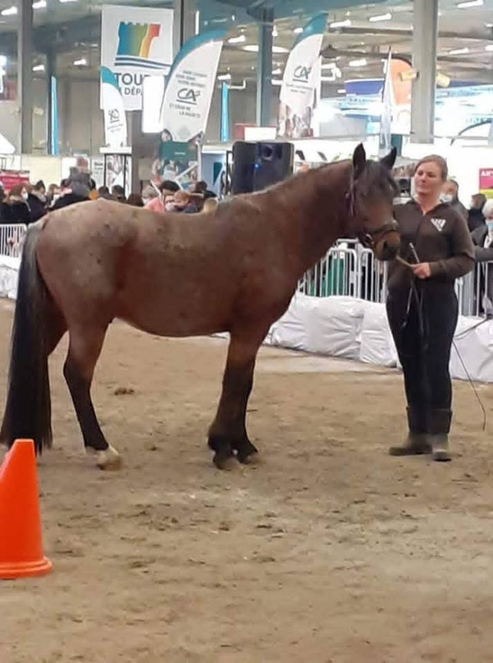 Stallone Origine Non Constatata In vendita 2011 Roano