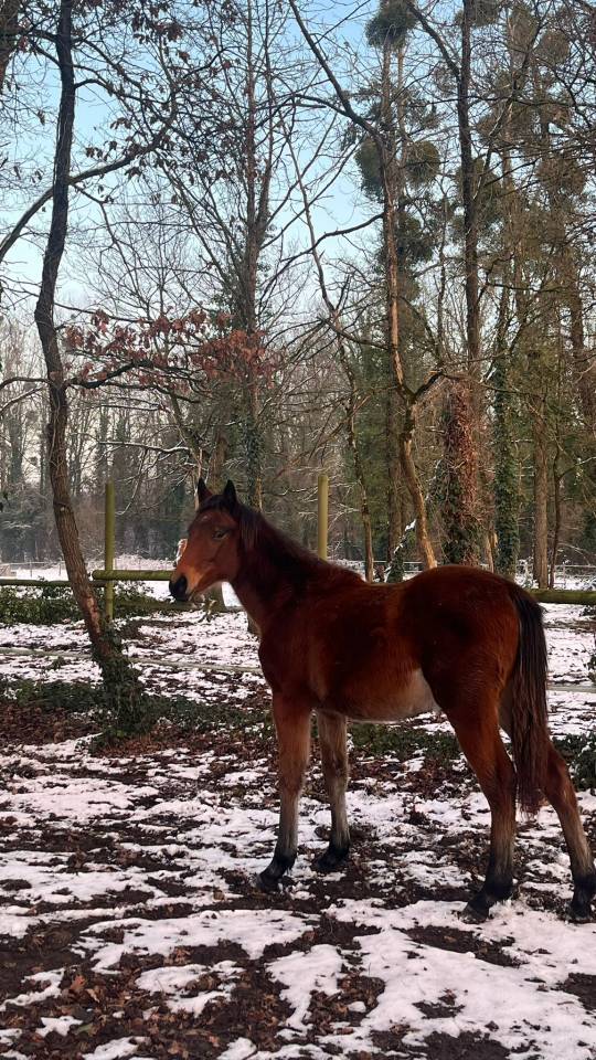 Stallone Origine Non Constatata In vendita 2011 Roano