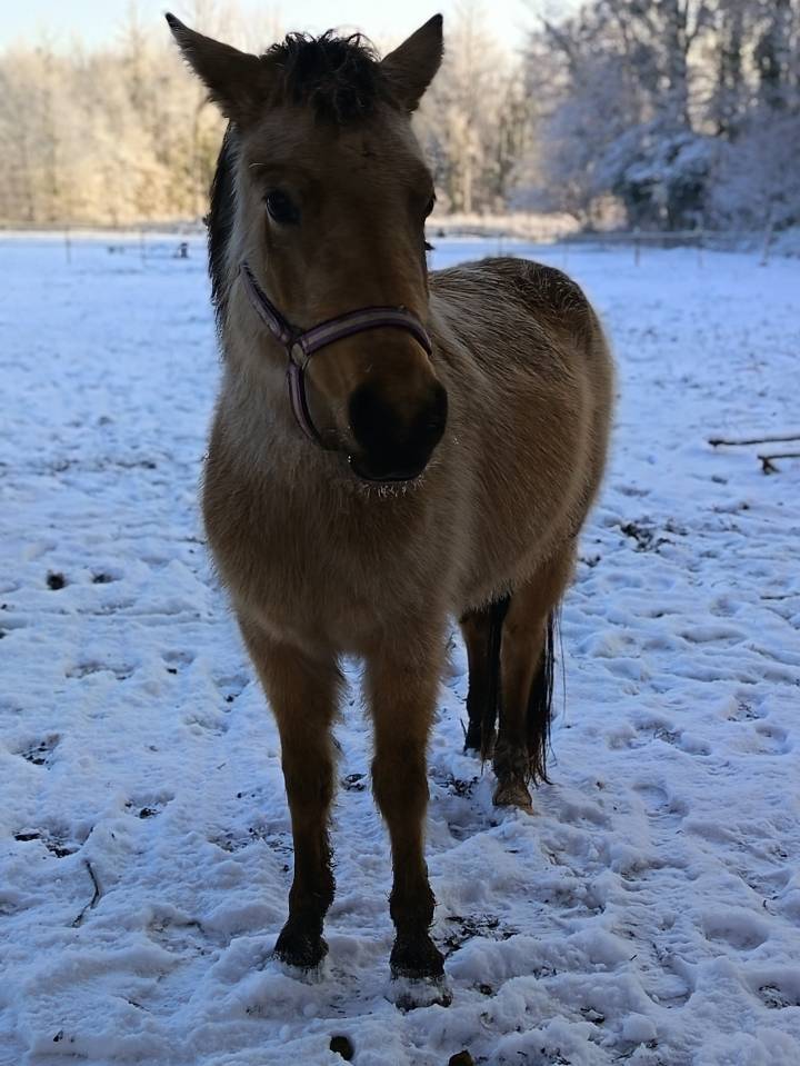 Stallone Origine Non Constatata In vendita 2011 Roano