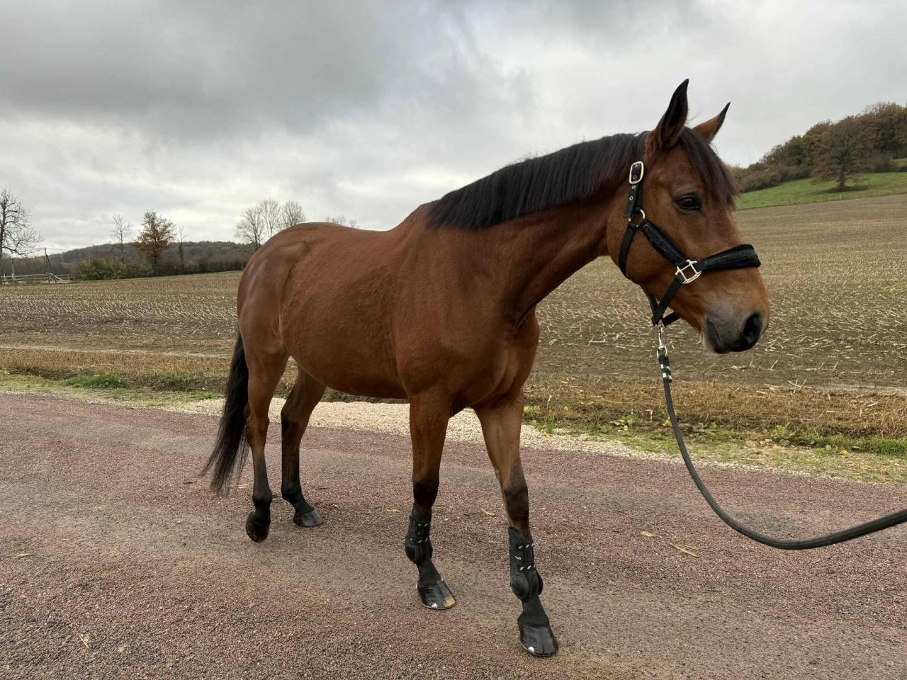 Cavalla Sella Francese In vendita 2020 Baio ,  Romando de l'abbaye