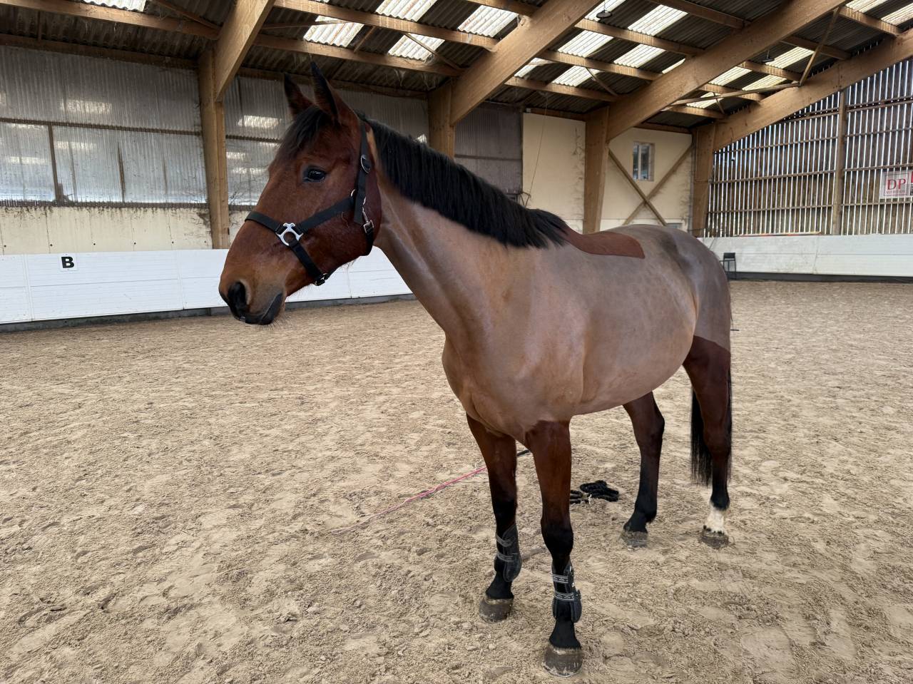 Castrone Sella Francese In vendita 2021 Baio ,  CANTURANO (DEU)