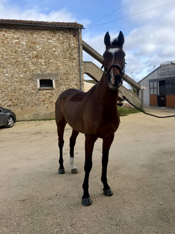 Castrone Sella Francese In vendita 2020 Baio ,  Saigon Rouge.