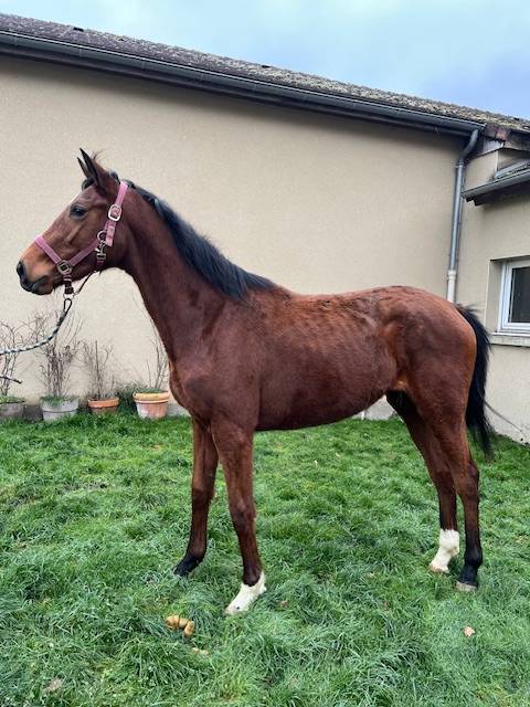 Puledra Purosangue In vendita 2023 Baio ,  TIGER GROOM
