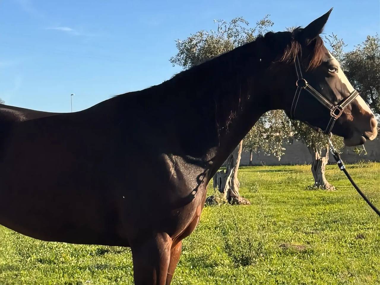 LA CUSTOMBLACK SPOT 4YO MILION DOLLAR SIRE & DAM 50.000