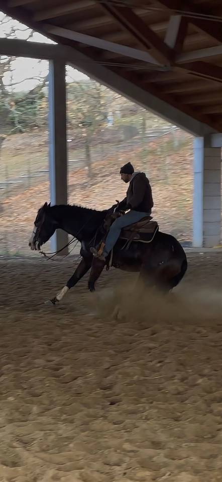 LA CUSTOMBLACK SPOT 4YO MILION DOLLAR SIRE & DAM 50.000