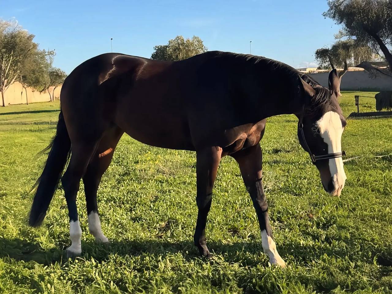 LA CUSTOMBLACK SPOT 4YO MILION DOLLAR SIRE & DAM 50.000