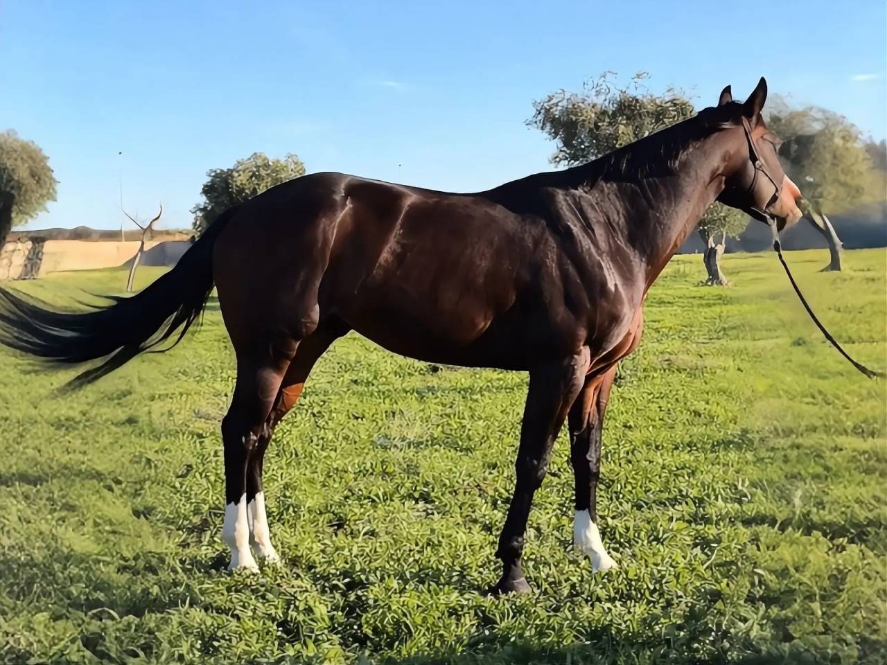 LA CUSTOMBLACK SPOT 4YO MILION DOLLAR SIRE & DAM 50.000
