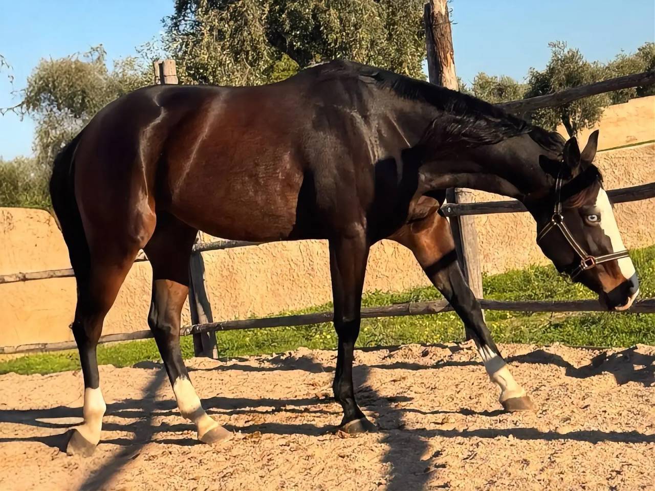 LA CUSTOMBLACK SPOT 4YO MILION DOLLAR SIRE & DAM 50.000