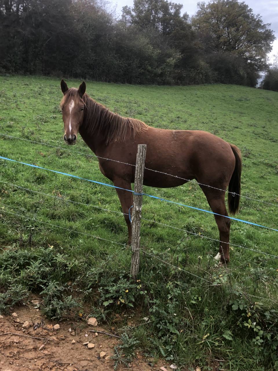 Puledra Sella Francese In vendita 2024 Sauro ,  Cazador LS