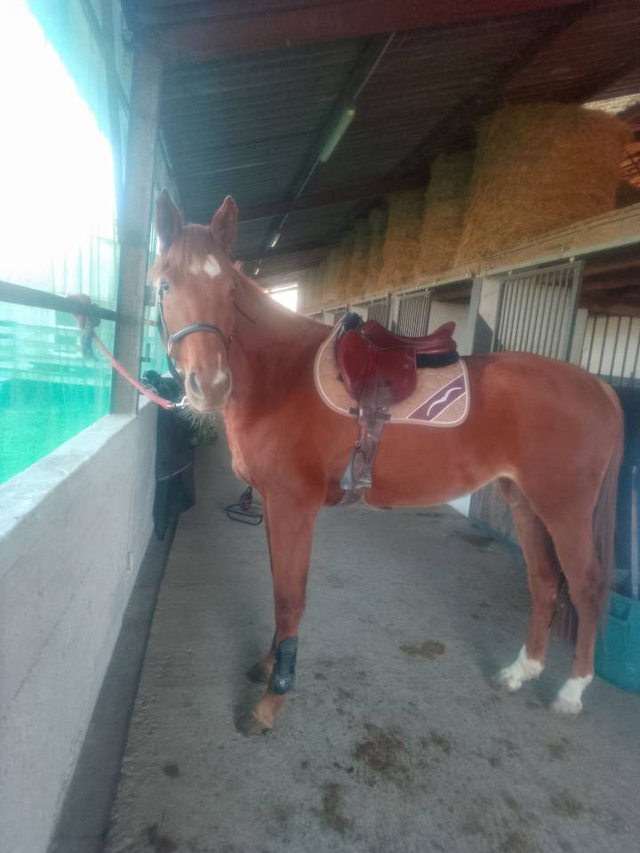 Cavalla Origine non conosciuta  In vendita 2022 Sauro