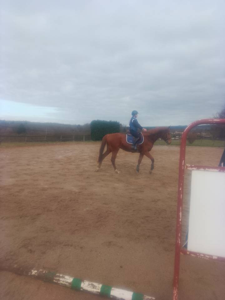 Cavalla Origine non conosciuta  In vendita 2022 Sauro