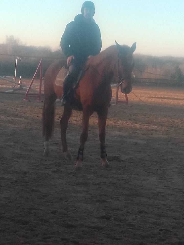 Cavalla Origine non conosciuta  In vendita 2022 Sauro