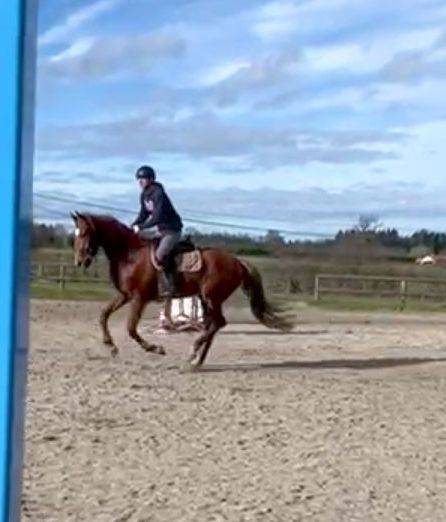 Cavalla Origine non conosciuta  In vendita 2022 Sauro