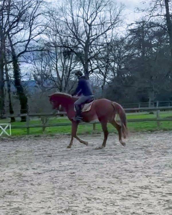 Cavalla Origine non conosciuta  In vendita 2022 Sauro