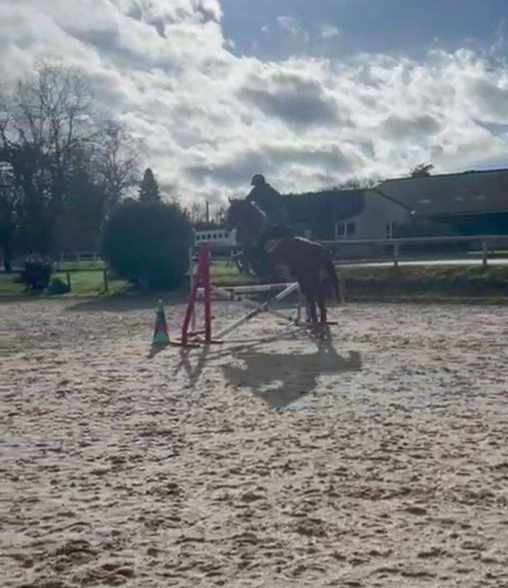 Cavalla Origine non conosciuta  In vendita 2022 Sauro