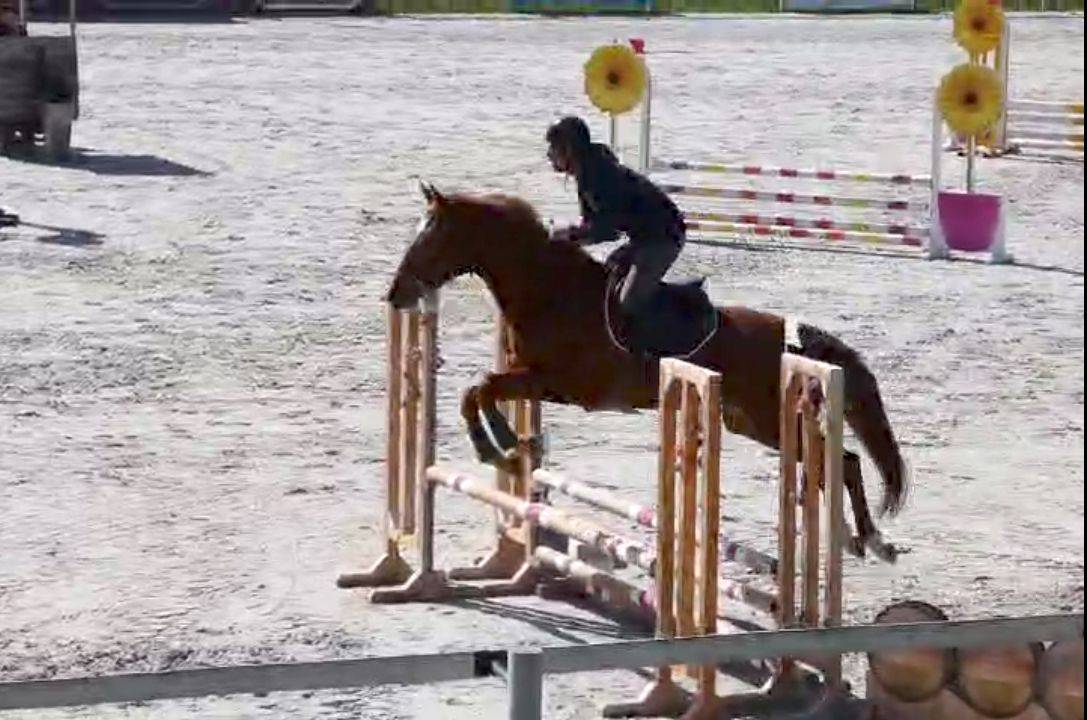 Cavalla Origine non conosciuta  In vendita 2022 Sauro