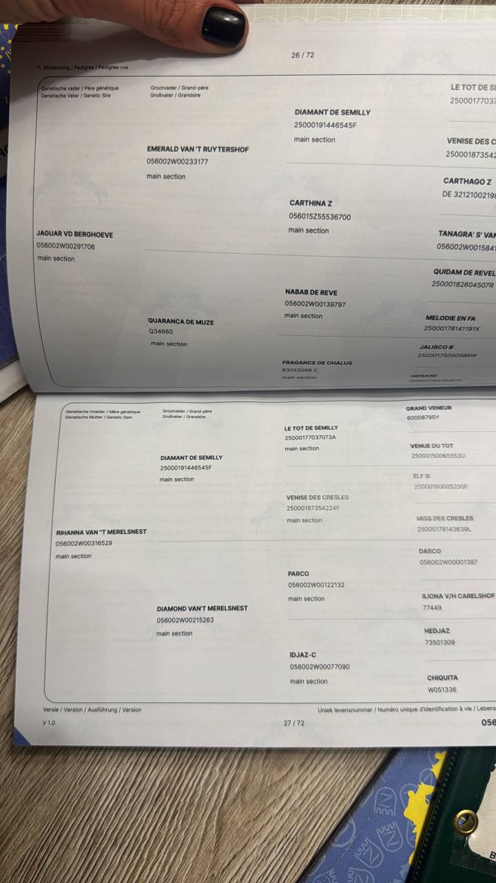 Stallone Zangersheide In vendita 2023 Grigio