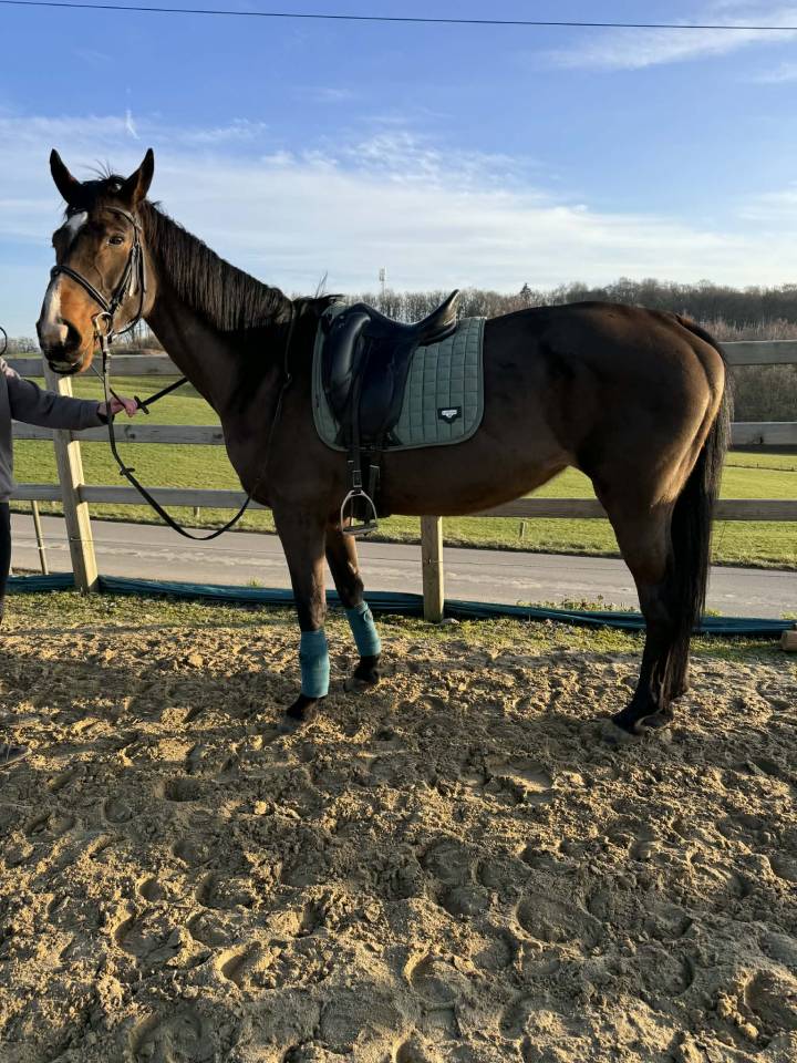 Cavalla sBs Cavallo da Sport Belgio In vendita 2012 Baio ,  FABEAU