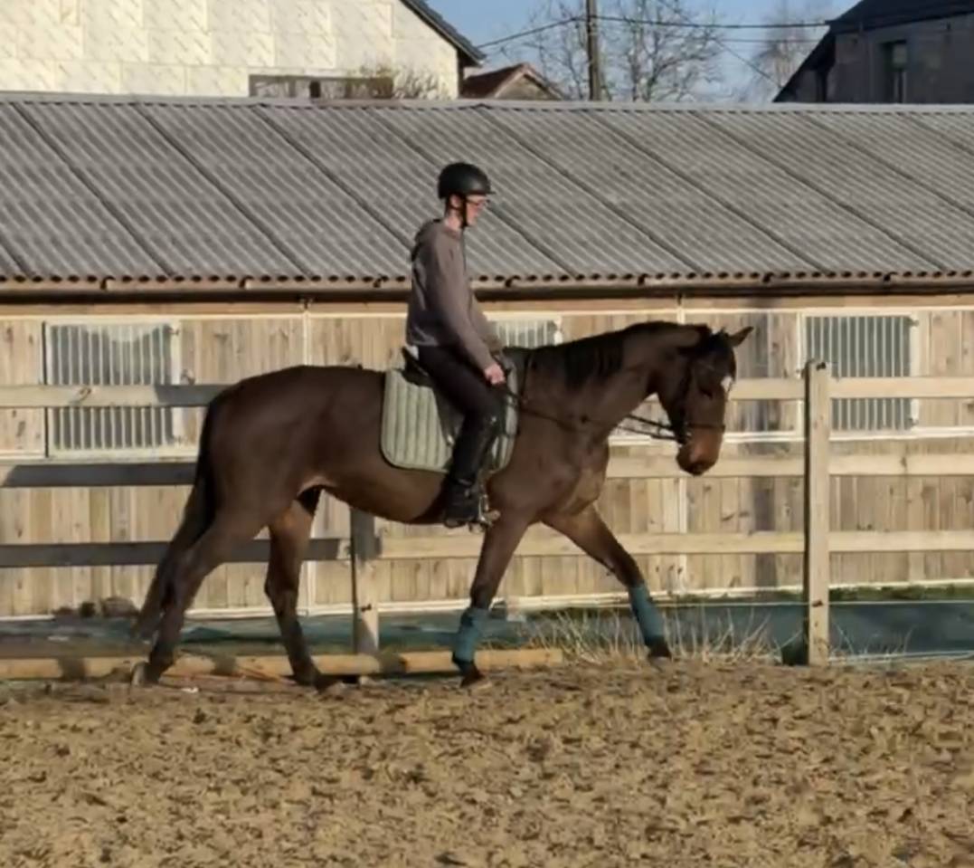 Cavalla sBs Cavallo da Sport Belgio In vendita 2012 Baio ,  FABEAU