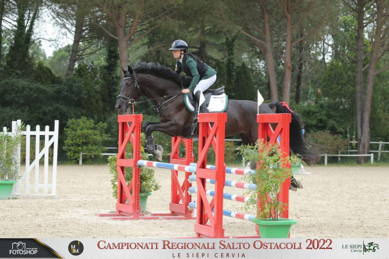 In Vendita Natty della Bassanella - Sella italiano 2015