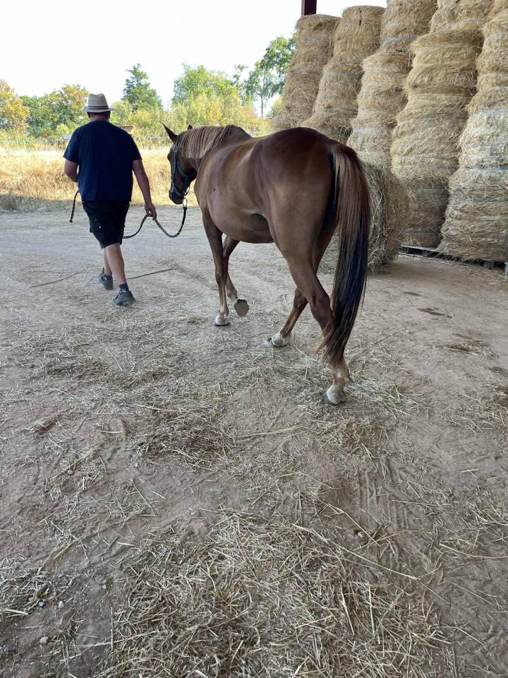 Cavalla Sella Francese In vendita 2020 Sauro ,  ernest