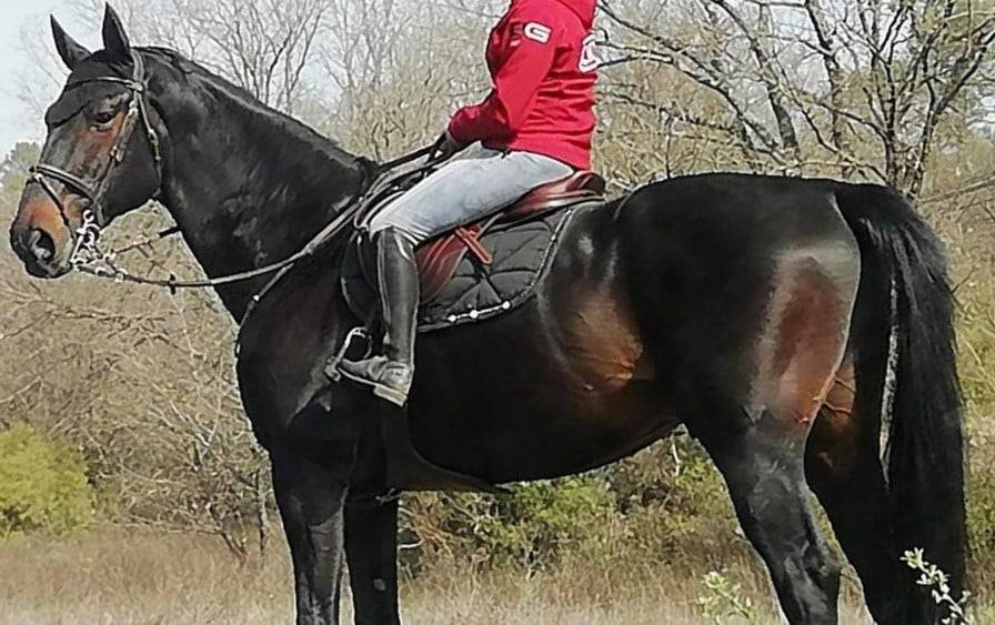 Puledra Sella Francese In vendita 2025 Isabella ,  papillon de l odyssee