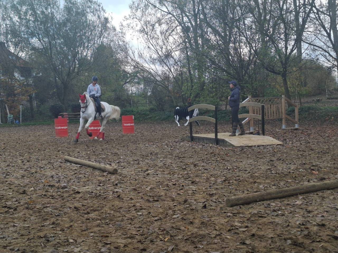 Cavalla Lusitano In vendita 2014 Grigio