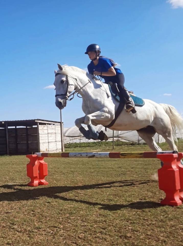 Cavalla Lusitano In vendita 2014 Grigio