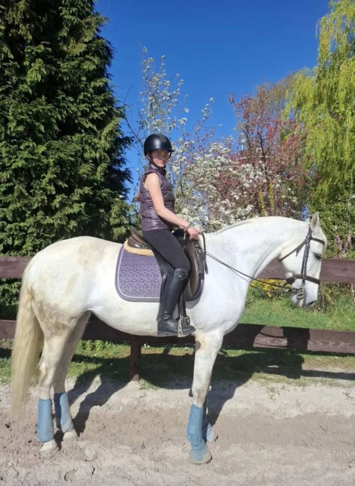 Cavalla Lusitano In vendita 2014 Grigio