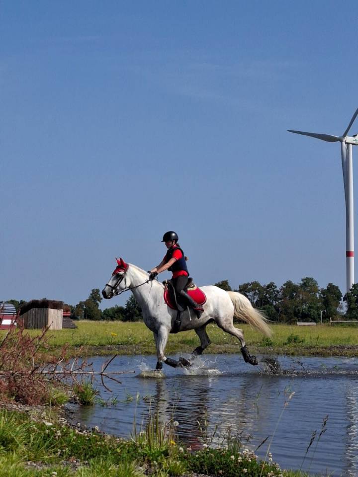 Cavalla Lusitano In vendita 2014 Grigio