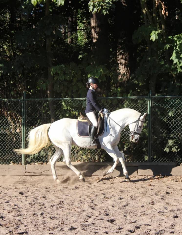 Cavalla Lusitano In vendita 2014 Grigio