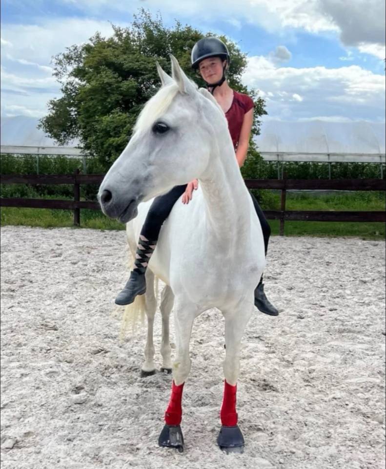 Cavalla Lusitano In vendita 2014 Grigio