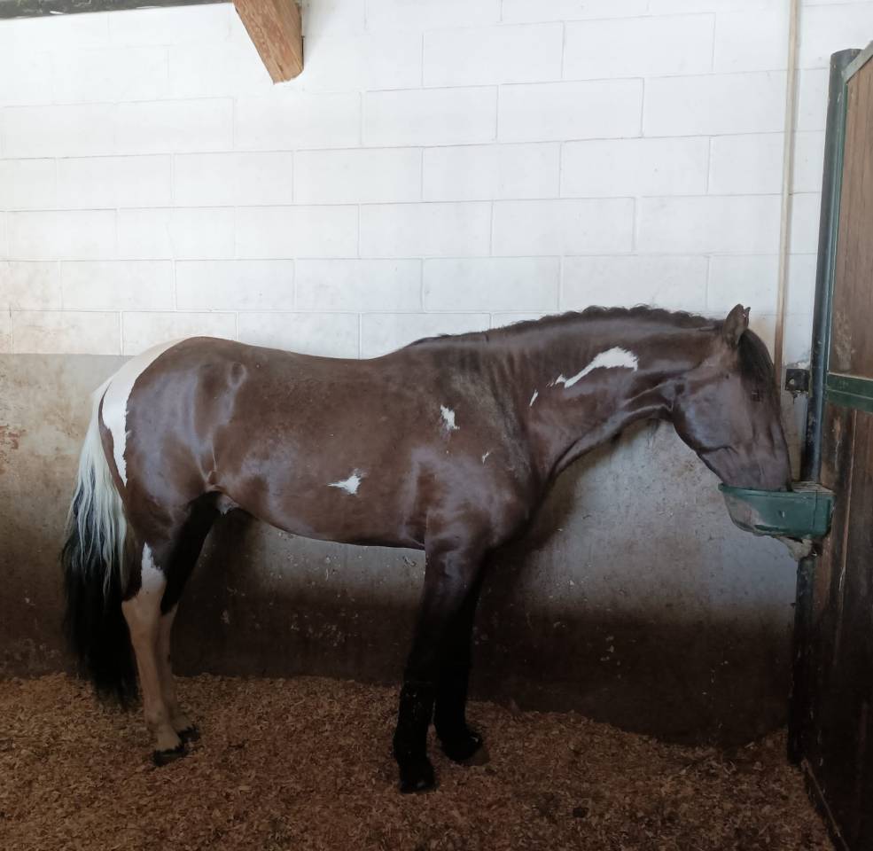 Cavallo Pio en negro