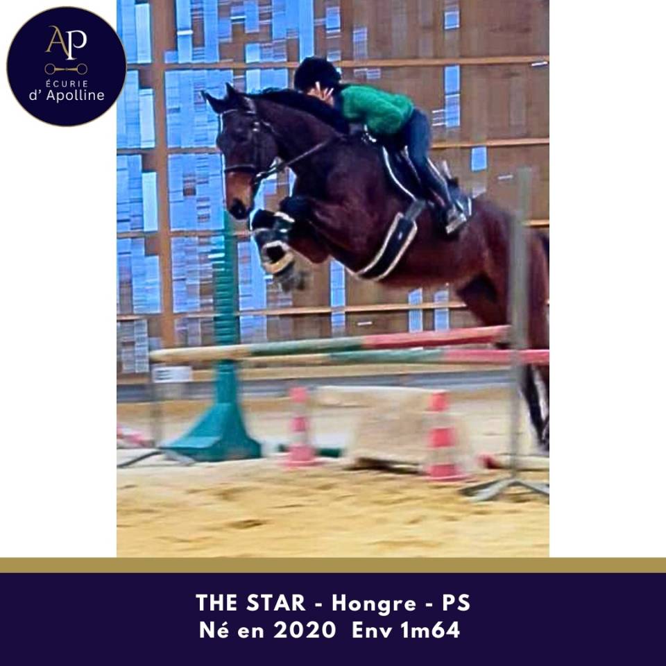 Castrone Purosangue In vendita 2020 Baio